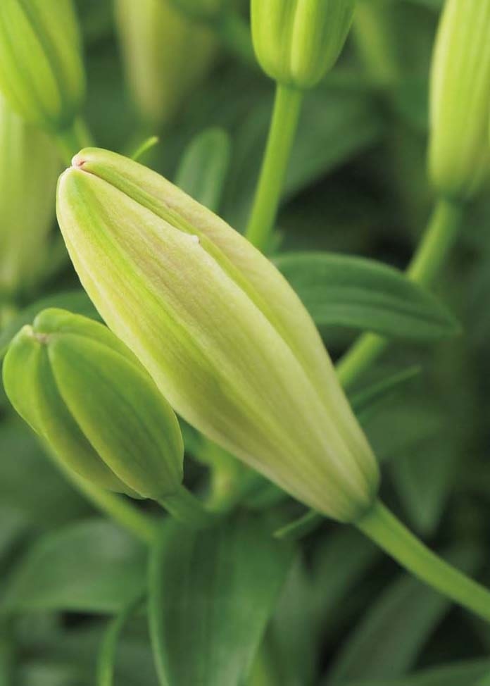 ユリ（シュガーラブ）（母の日カード付き）