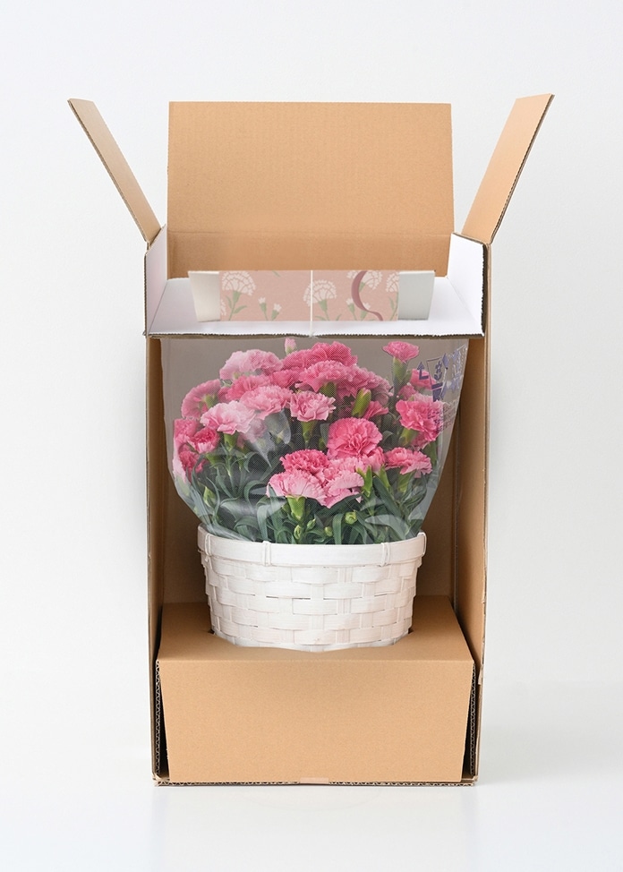 【ホシファーム】カーネーション＆徳島なると金時のどら焼き