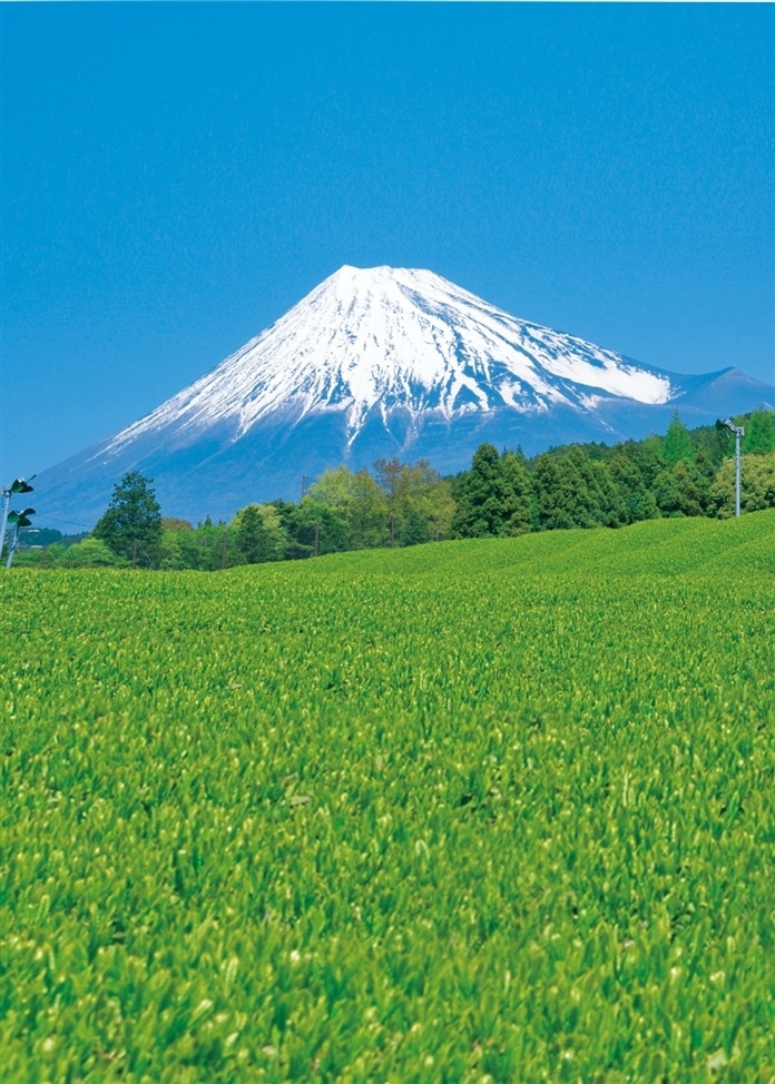 世界農業遺産茶（4袋入）