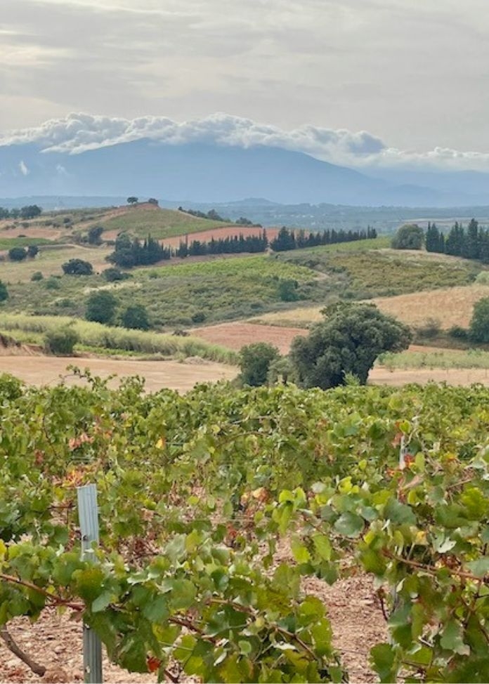 L’Aphyllante 2014（限定120本／クリスマスギフト対応）