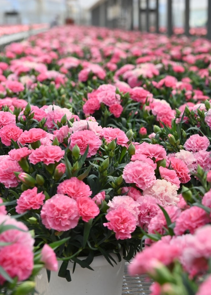 【ホシファーム】カーネーション＆焼菓子アソート5個