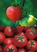 【季節限定】おかざき農園のリサ・フルーツトマト
