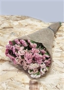 ニュアンスカラースターチス（ピンク系） ショートサイズ