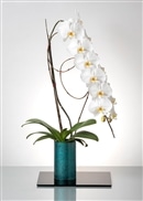 【SOSO】胡蝶蘭 紀州漆丸形花器 白