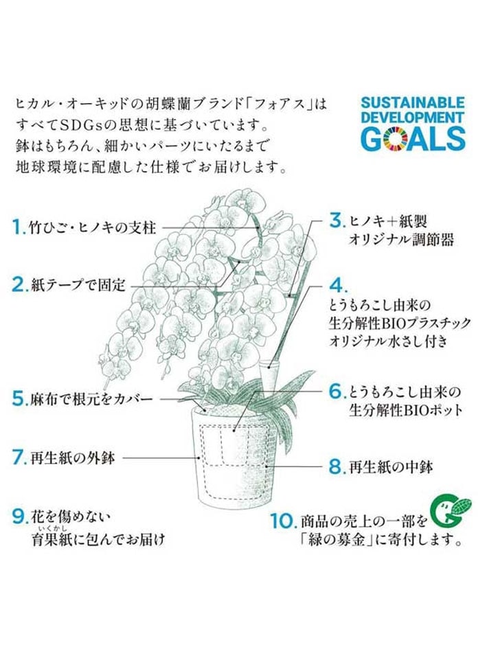 【COCO】胡蝶蘭サクラヒメ アップサイクルウッドベース