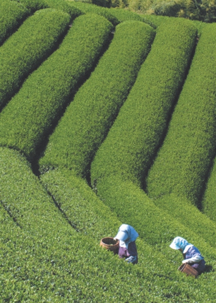 【遠州喜泉庵】手折り銘茶そば（6食入）