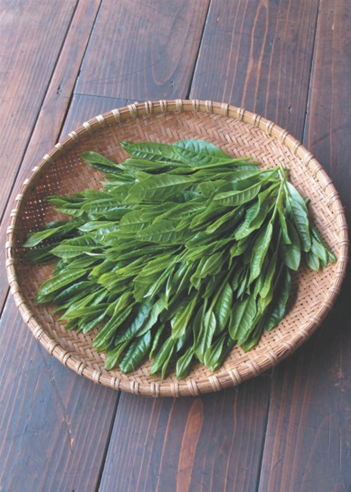 【遠州喜泉庵】手折り銘茶そば（6食入）