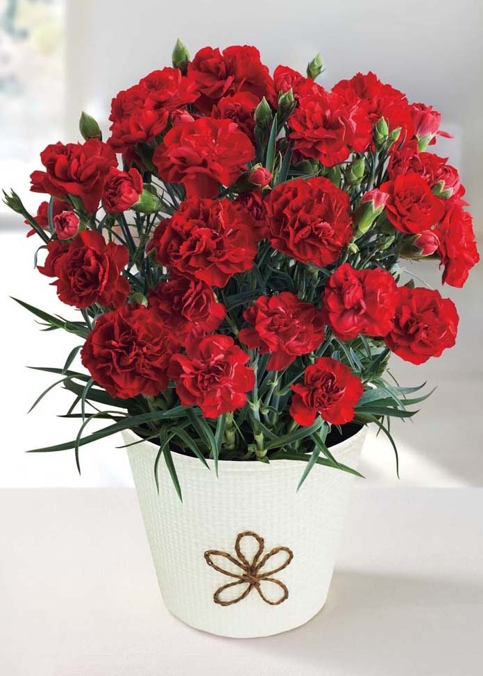 カーネーション（感謝の気持ち）（母の日カード付き）