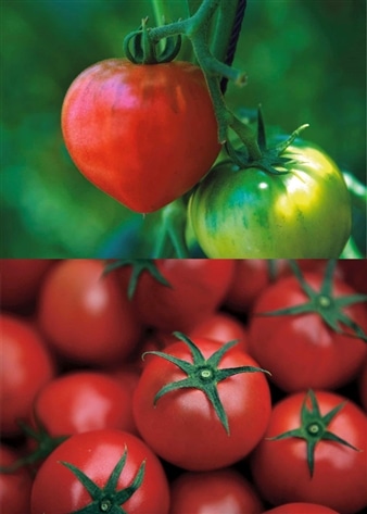 【季節限定】おかざき農園のリサ・フルーツトマト