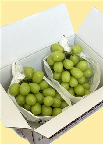 【予約販売】山梨県笛吹市産 シャインマスカット 500g～700g×2房