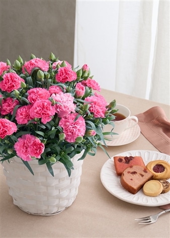 【ホシファーム】カーネーション&焼菓子アソート5個