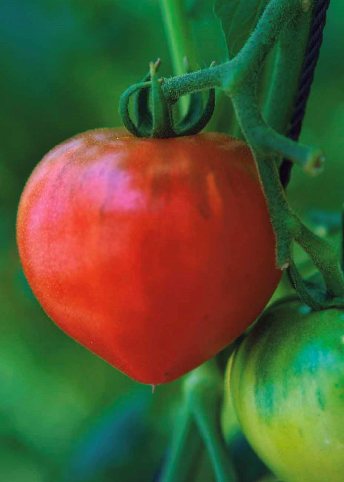 美味しさと健康を手に入れよう！愛情と栄養がたっぷり詰まった完熟フルーツトマト