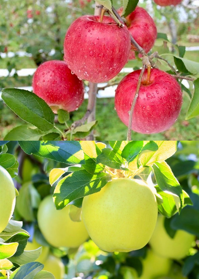 冬のりんごが待ちきれない方に！夏から秋に実るジューシーな「早生りんご」の予約スタート！