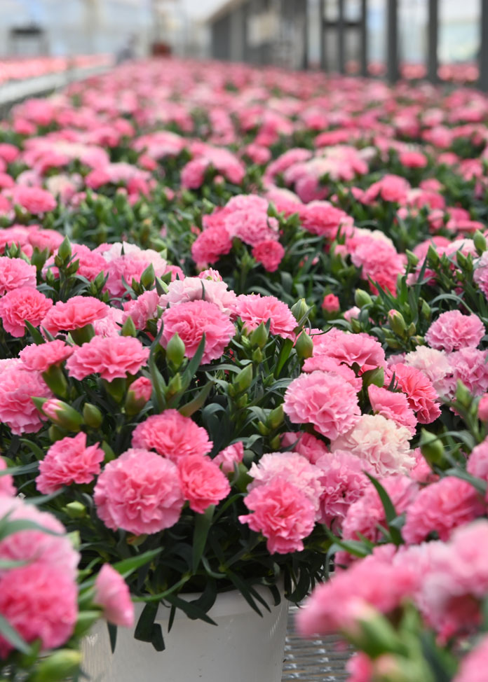 【まもなく終了】母の日フラワー＆スイーツギフト