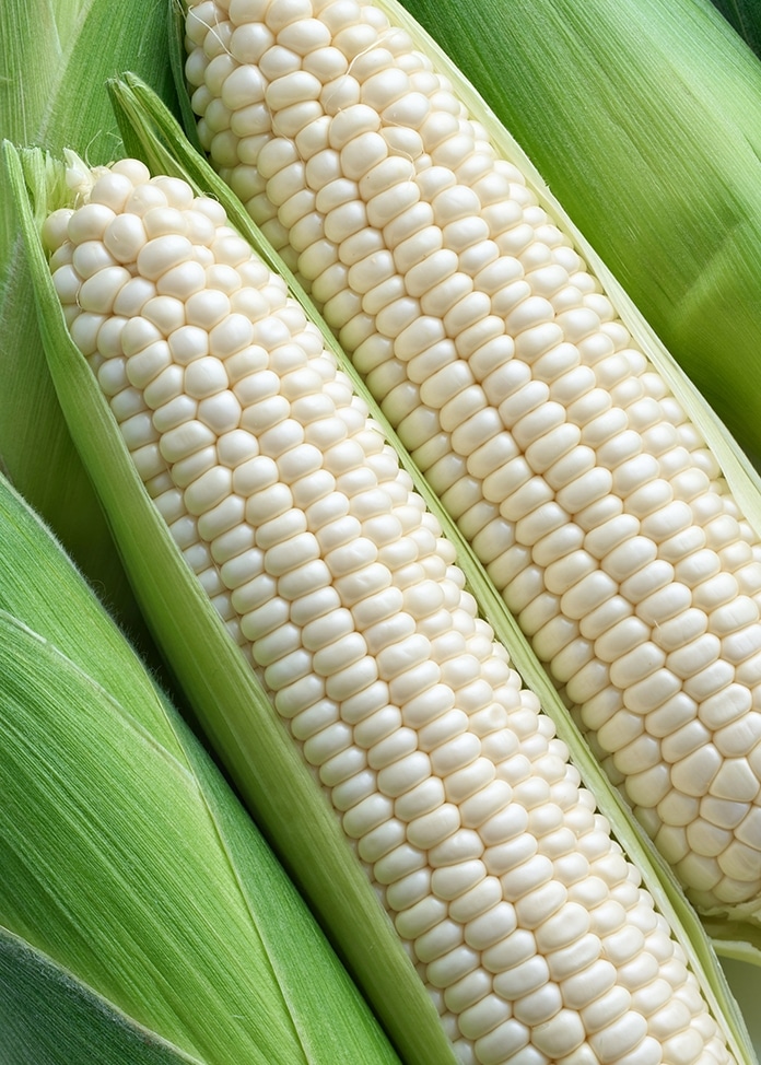 【10％OFFクーポン付】あま～い「極」ホワイトコーン＆スイカ