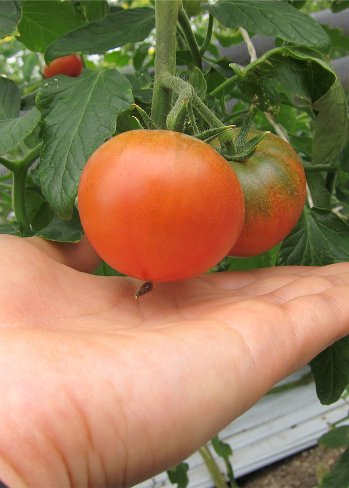 リサ・フルーツトマト実の大きさ
