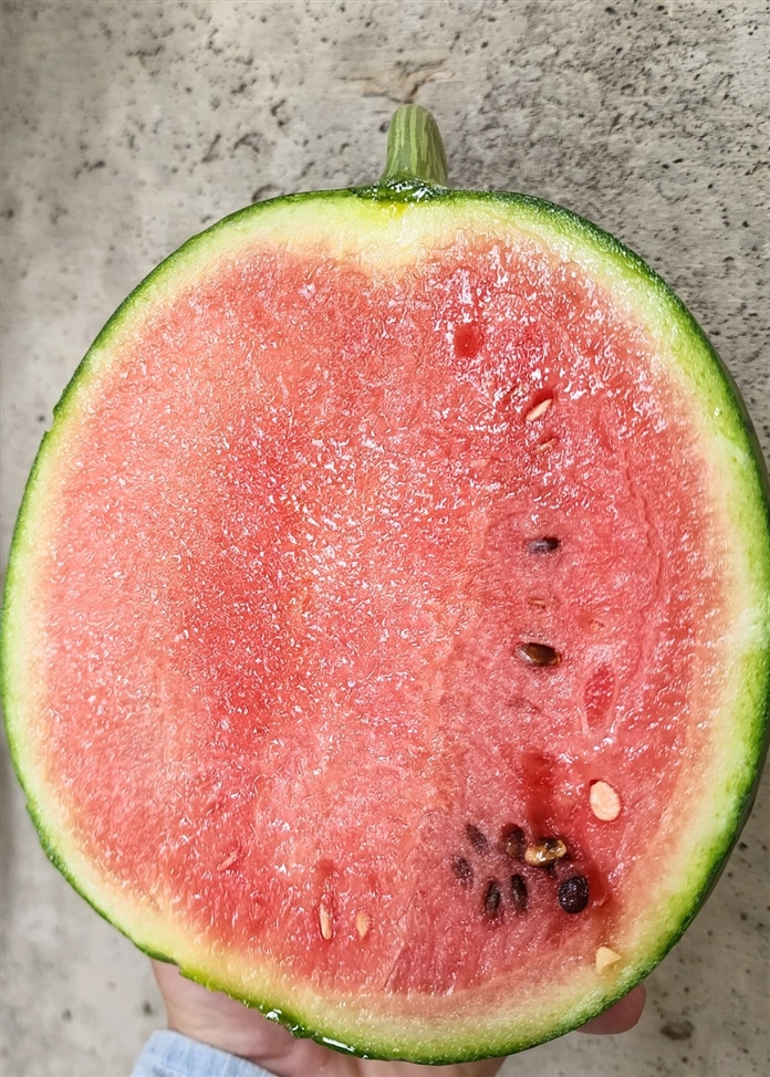 極（kiwami）スイカ 2玉入