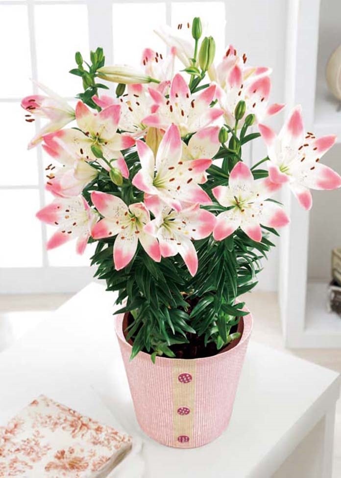 ユリ（シュガーラブ）（母の日カード付き）