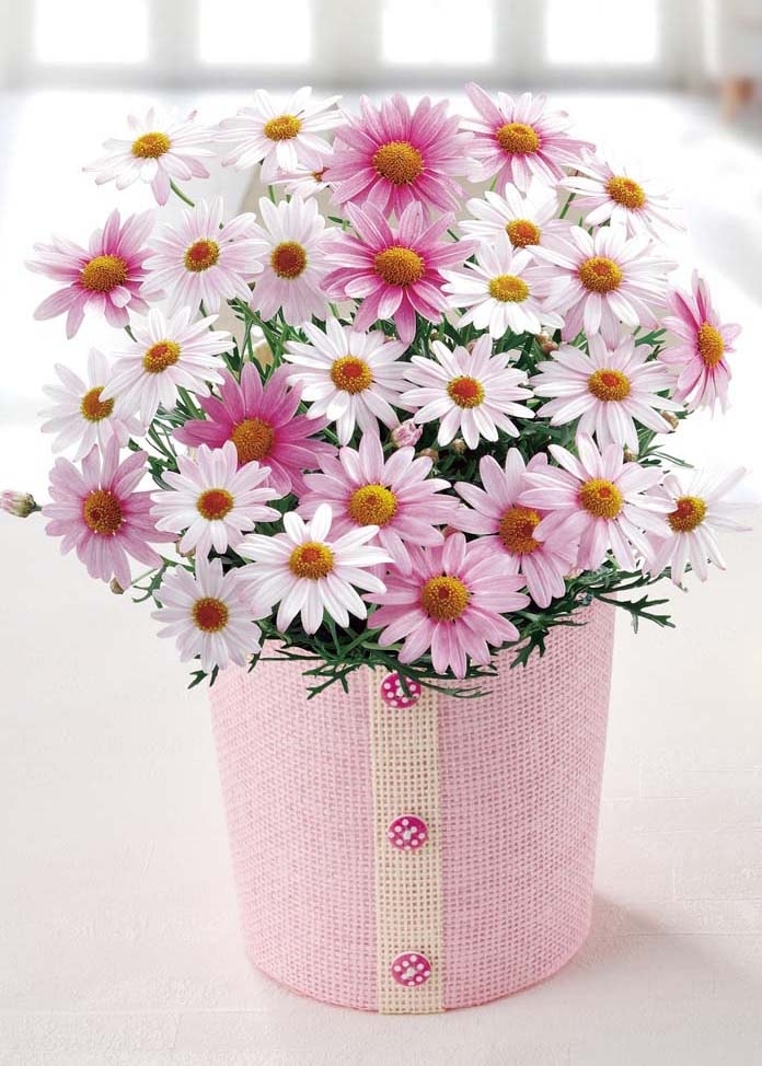 マーガレット（さくらべーる）（母の日カード付き）