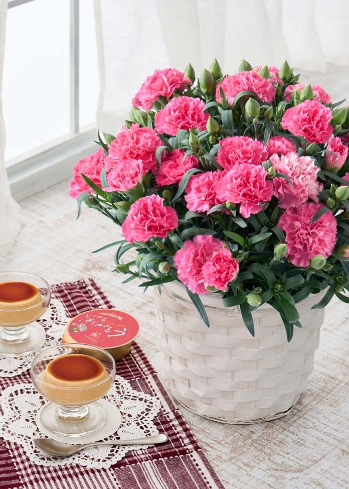 【ホシファーム】カーネーション＆たまご村プリン3個